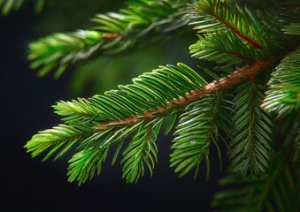 Close-up of lush evergreen pine needles.
