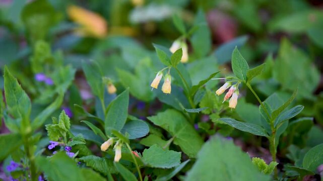 Tuberous Comfrey. Blooming flowers. Symphytum tuberosum.