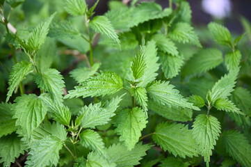 Common nettle growing in a forest. Green leaves of stinging nettle in spring. Urtica dioica, close up. 