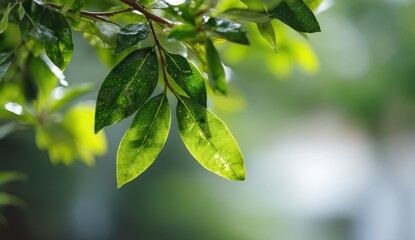 Obraz premium Green leaves basking in sunlight on a tree branch.