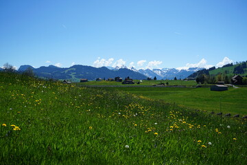 saftige Bergwiese