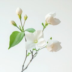 Fototapeta premium Branch with white flowers and buds isolated on white background