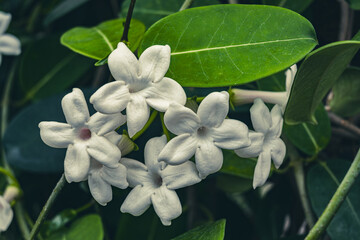 Close-up of delicate white jasmine flowers among green leaves. Natural floral background perfect for organic beauty, aromatherapy, spa, nature, and botanical designs.