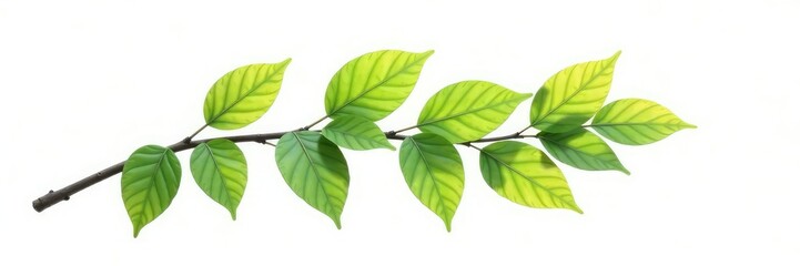 A single branch from a tree isolated in isolation, foliage, tree branch