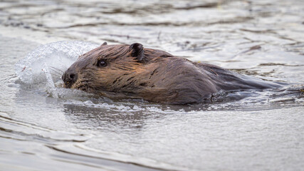 Beaver breaking ice while swimming in icy water © Stephen A. Waycott