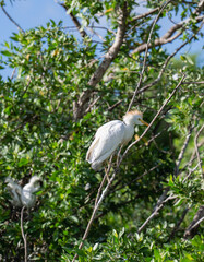 view of a white heron perched in a tree with green leafs in a tropical environment during the day