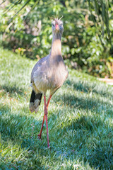 Brazilian Savannah Bird  The birds of Brazil are very beautiful and have many colors