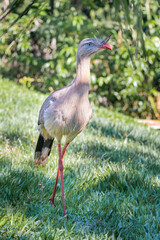 Brazilian Savannah Bird  The birds of Brazil are very beautiful and have many colors