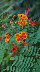 Peacock Flower
