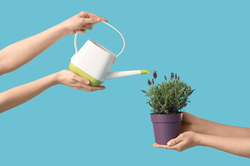 Obraz premium Female hands holding pot with lavender flowers and watering can on blue background