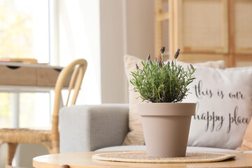 Pot with beautiful lavender flowers on table in stylish living room, closeup