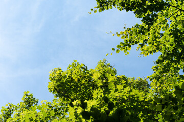 green leaves against blue sky