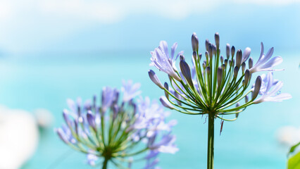 Agapanthus by the lake