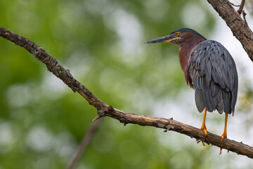 Closeup of a green heron perched in a tree.