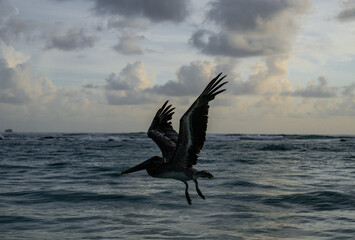 view of the silhouette of a big bird with open wings taking off from the sea on a sunrise