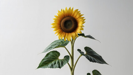 Single Sunflower Minimalist Portrait.Generated with AI