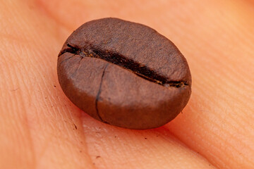 macrophotograph of arabica coffee bean on top of caucasian man's palm