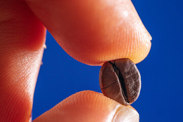macrophotography of arabica coffee bean held between fingers of white man hand on a blue background