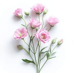 Fototapeta premium Pink eustoma flowers with buds isolated on white background