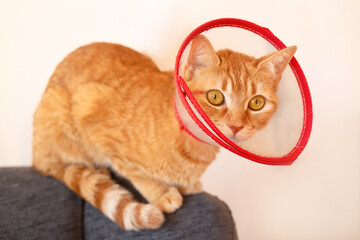 Naklejka premium surprised ginger cat after surgery, in a medical collar cone sitting on the back of a sofa