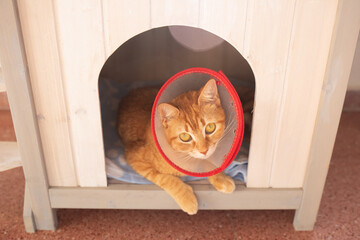 Naklejka premium A cat after surgery, in a medical cone collar, sits in a wooden cat house