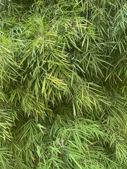 Plant nature, green tree, bamboo
