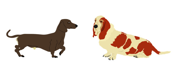 Funny dog friends Dachshund and Basset hound dog vector illustration isolated. Beware of dog. Best friend for kids. Lovely pet member of family home.