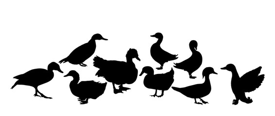 Set collection species of duck flock vector silhouette illustration isolated. Mandarin duck, Muscovy musk, domestic farm poultry family. Beijing Peking duck shape, mallard. Restaurant menu birds.