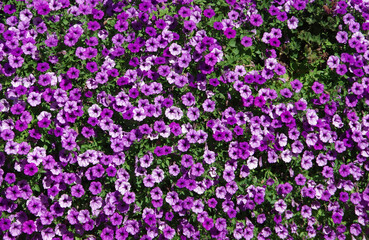 Field of purple petunias in a garden