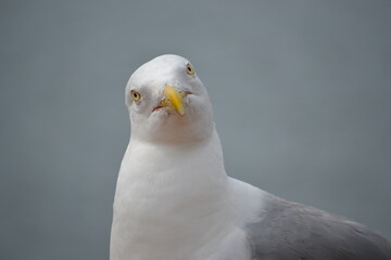 close up of a seagull