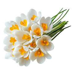 Naklejka premium White Crocus Flowers Bouquet on Transparent Background