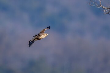 木にとまる直前のノスリの飛翔シーン