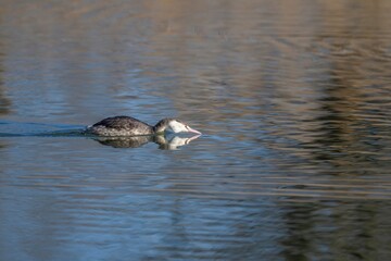 冬枯れの森を映す水面を獲物を探しながら泳ぐカンムリカイツブリ