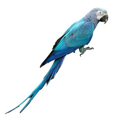 Fototapeta premium Stunning hyacinth macaw parrot bird vibrant blue feathers tropical wildlife exotic avian on transparent background pet
