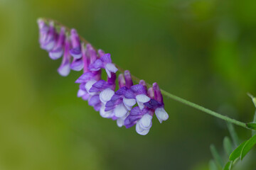 Hairy vetch, fodder vetch or winter vetch wild flower. Selective focus. Nature background. Vicia villosa.