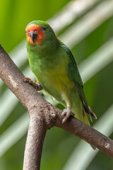 Captive Australian Little Lorikeet perched in aviary