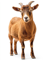Portrait of a Rustic Brown Goat with Curved Horns on a White Background