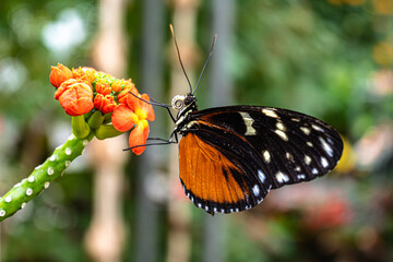 Close-up of a beautiful butterfly with black and orange wings feeding on small orange flowers. Vibrant nature macro shot with soft bokeh background.
