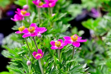 Fototapeta premium Vibrant pink flowers in full bloom