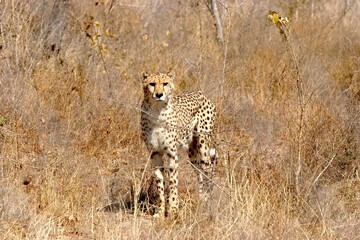 Obraz premium Cheetah Scanning Horizon While Standing in Dry African Grassland