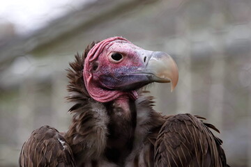 Portrait of Lappet-Faced Vulture with Bald Head and Hooked Beak