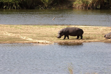 Hippopotamus and Crocodile Facing Off on Riverbank