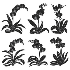 Silhouette Flower Illustration Art Stylish Floral Silhouettes for Art & Design Projects