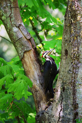 Pileated woodpecker (Dryocopus pileatus)