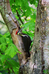 Pileated woodpecker (Dryocopus pileatus)