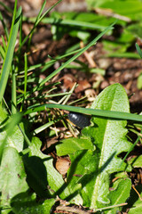 Woodlice, budgy boy, slater, wood bug, butchy boy, pill bug, or wood bunter