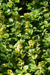 Yellow archangel, golden dead-nettle, aluminium plant, or artillery plant (Lamium galeobdolon)