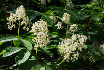 Japanese Red Elder (Sambucus sieboldiana)