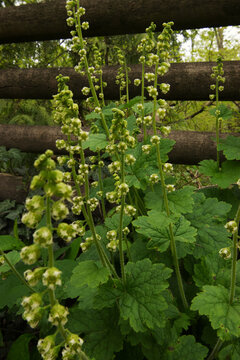 bigflower tellima or fringecups (Tellima grandiflora)