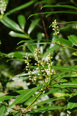 Cherry Laurel (Prunus laurocerasus)